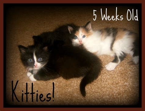 Newborn Kittens What You Need To Know Pethelpful