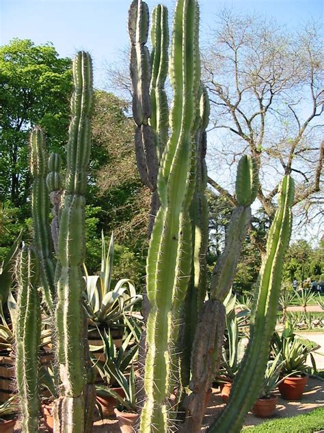 It stores water in its trunks and tolerates dry phases well. Cereus jamacaru - Wikipedia