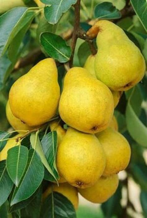 A Superb Old Variety The William Pear Is Large Sweet And Very Juicy