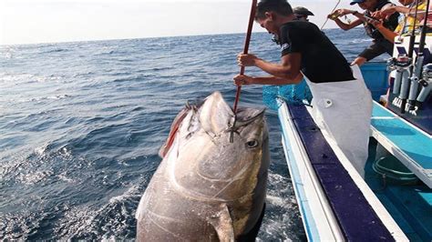 Amazing Gian Tuna Fishing Longline Handline Videos Fisherman Big