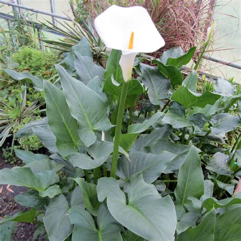 Zantedeschia Aethiopica Arum Lily Acquista Online Su Vivaibamb Store