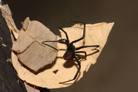 46 Best Latrodectus Images On Pholder Spiders Spiderbro And Awwnverts