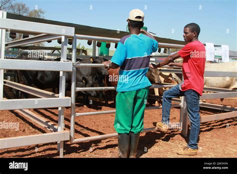 Harare Zimbabwe 3rd Sep 2022 Exhibitors Look At Their Livestock At