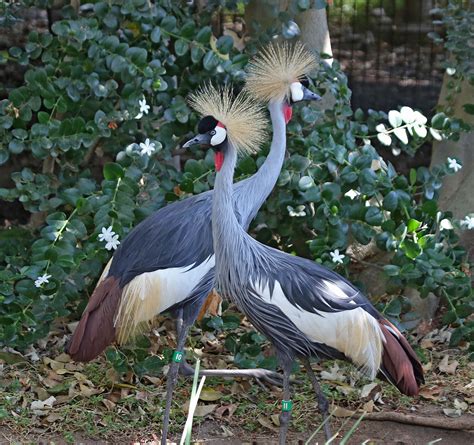 Pictures And Information On Grey Crowned Crane