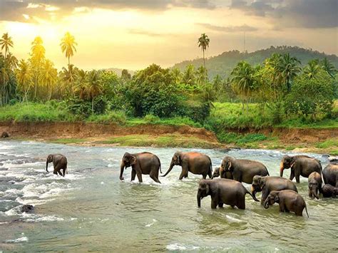 Amazing Sri Lanka Travelco