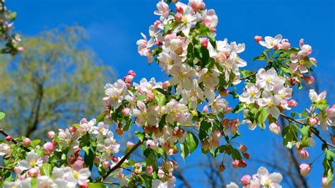 Apple Blossom Wallpaper 62 Pictures