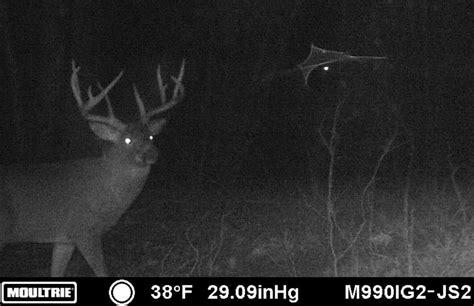 Maximizing Your Trail Cam Location Strategy Whitetail Habitat Solutions