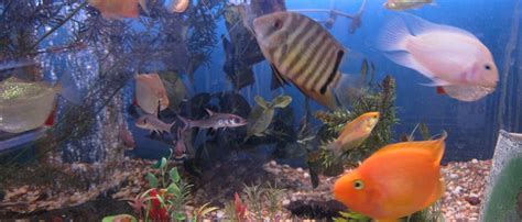 Pet Shop Near Me Fish - Animal Jungle Owner Is Out Of Retirement After