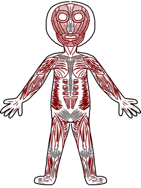 Muscle tissue is made up of bands of cells that contract and allow bodies to move. Muscles Clip Art | Clipart Panda - Free Clipart Images