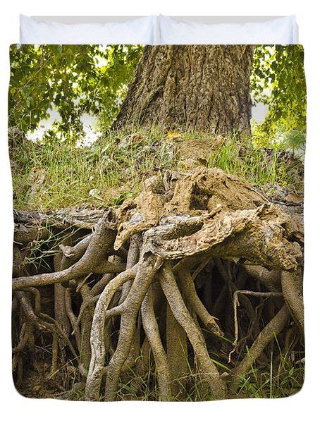 In mathematics, a root system is a configuration of vectors in a euclidean space satisfying certain geometrical properties. Root System Of Ficus Tree Photograph by Image World