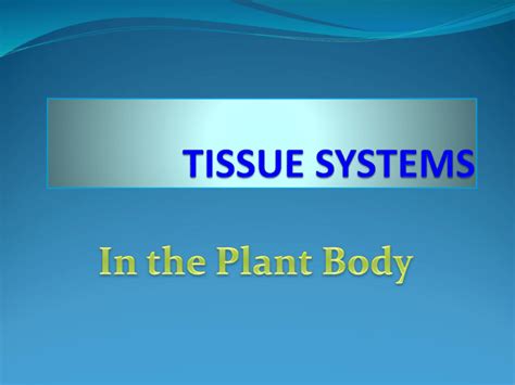 Tissue Systems Of Plants