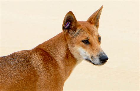 Dingo Temperament Lifespan Shedding Puppy