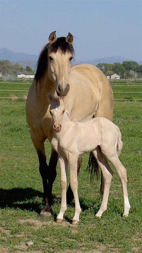 Did you scroll all this way to get facts about buckskin qtr horse? Idaho Morgan Horses for Sale | Morgan Horses | Pinterest | Mom, Mothers and Classic