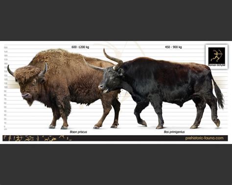 Steppe Bison And Auroch