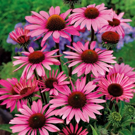 Compare prices & read reviews. Echinacea 'Pow Wow Pink' En pot de 2 litres - Gamm Vert