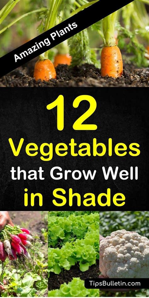 19 Vegetables For Growing In Shade Plants For Raised Beds Vegetable