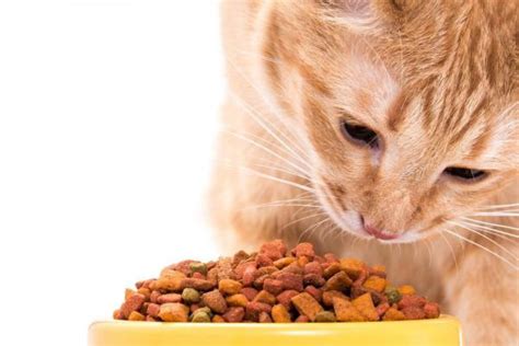Best cat foods for kidney disease. Homemade food for cats with kidney failure | FavCats.com