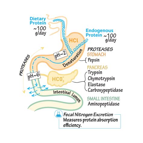 Biochemistry Glossary Protein Digestionabsorption Ditki Medical