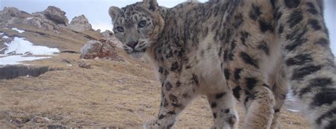 Home Snow Leopard Trust