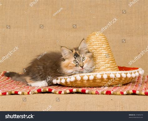 Cute Nfc Norwegian Forest Cat Tortie Kitten With Sombrero And Red Woven