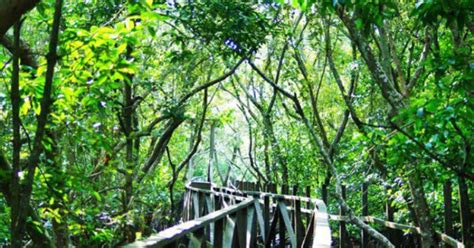Pengelolaan hutan lestari sebagai dasar peranan sektor kehutanan. Hutan Mengrove Margomulyo, Jelajahi Wisata Alam Terbaik di ...