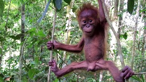 Each supports different animal species, despite all having approximately the. Cutest baby orangutan in the Sumatran rainforest - YouTube
