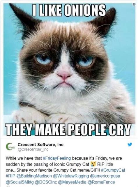 Best Grumpy Cat Memes Of All Time