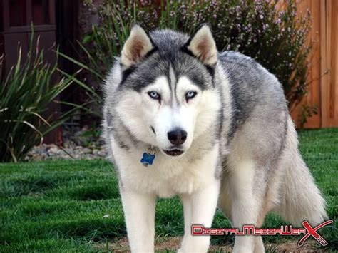 Siberian Husky Wolf Mix Prince Siberian Husky Wolf Hybrid One Year