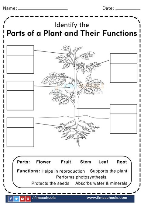 Parts Of A Plant Worksheets Page 2 Fims Schools