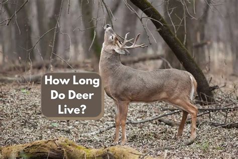 How Long Do Deer Live Deer Lifespan Explained The Fun Outdoors