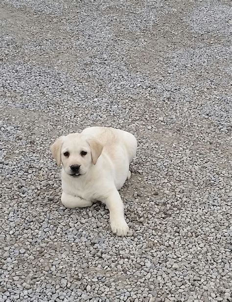 Search reviews, prices & local in home pet sitting professionals. Labrador Puppy For Sale Near Me