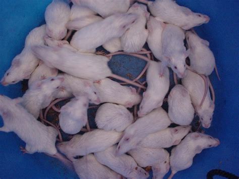 Informasi Tentang Tikus Putih Eksotisnya Si Tikus Putih