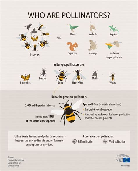 Bees And Other Insects Are Shown In This Infographal Poster Which Shows The Number Of