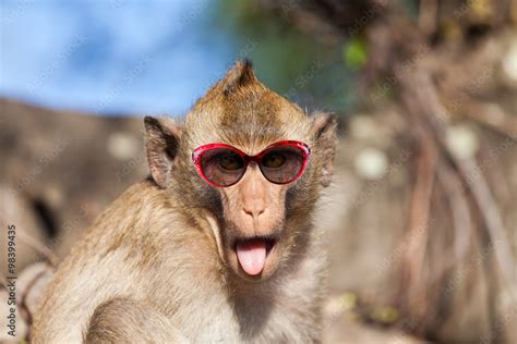 Foto Stock Funny Rhesus Monkey With Tongue Sticking Out And Sunglasses