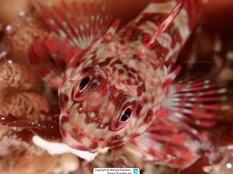Bovichtus Angustifrons Horny Horny Thornfish Marblefish Thornfish
