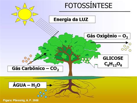 Ação Da Luz Na Fotossíntese Fotossíntese Colégio Web