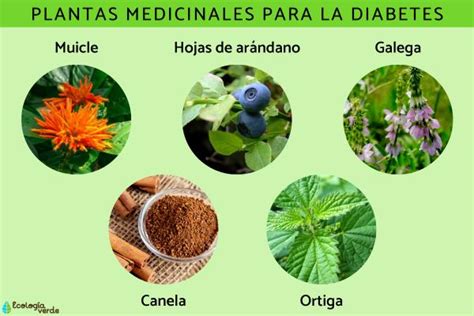 Plantas Medicinales Para La Diabetes Lista Y Recetas