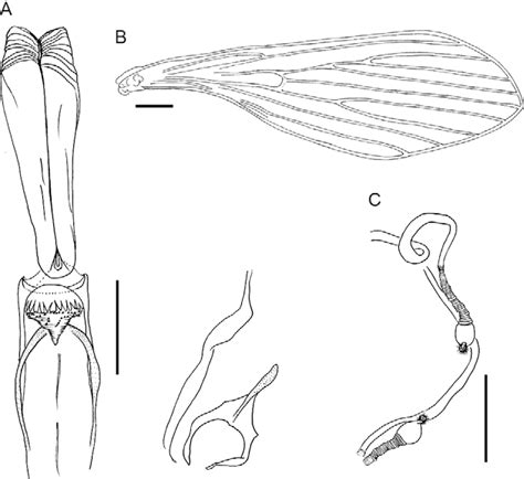 Scielo Brasil A New Species Of Phlebotomine Trichophoromyia Adelsonsouzai Diptera