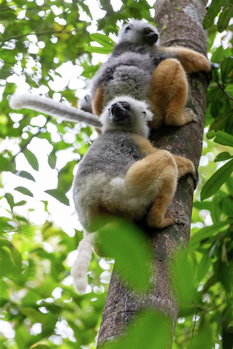 Lemur Diademed Sifaka Propithecus Diadema Madagascar Wildlife