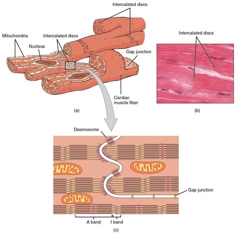 Cardiac Muscle And Electrical Activity Anatomy And Physiology Ii