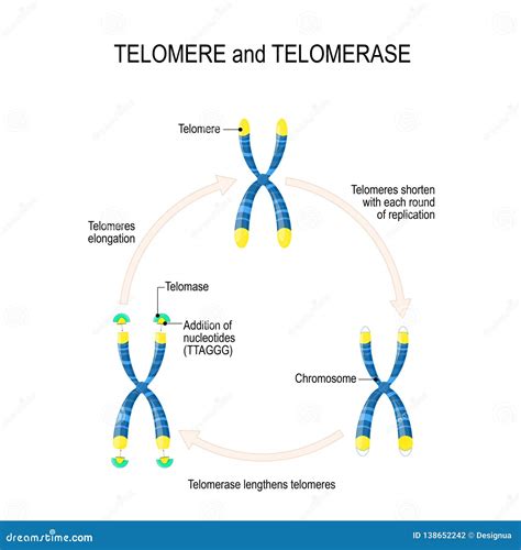 Telomere And Telomerase Aging Process Coloso
