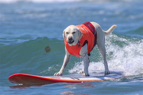 Surfing Dogs Mirror Online