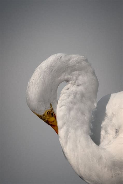 Great Egret Preening Another Great Egret Close Up Some Days I Have