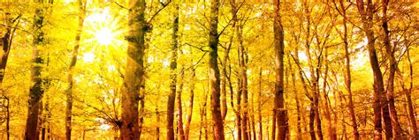 Autumn Forest With Sun Beam Stock Photo Image Of Autumn Shine 99212358