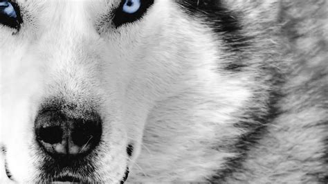 animals, Dog, Closeup Wallpapers HD / Desktop and Mobile Backgrounds