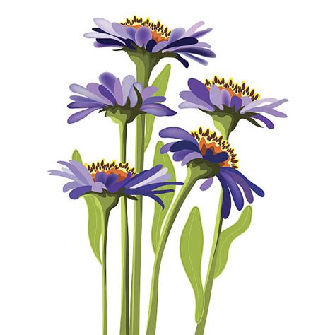 Best Aster Illustrations Royalty Free Vector Graphics And Clip Art Istock