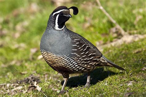What is the best way to eat quail eggs? How to Attract Quail to Your Yard