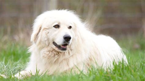 Great Pyrenees Dog Breed Information And Care Animallord