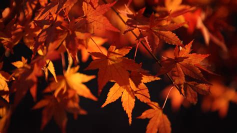 Download Wallpaper 1920x1080 Maple Leaves Leaves Macro Autumn