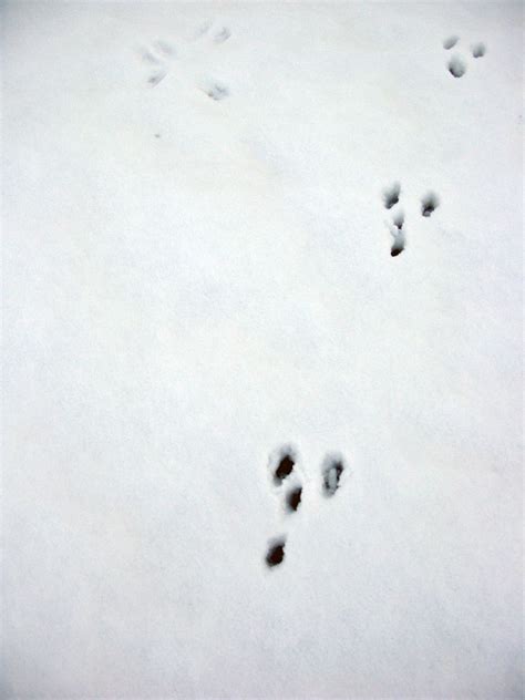 Rabbit Footprint Rabbit Footprints Footprint Rabbit